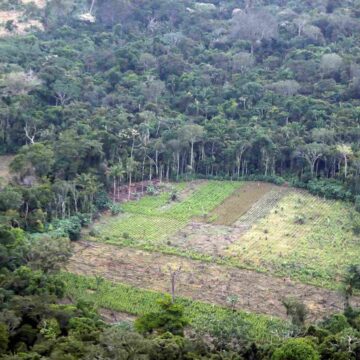 Ontbossing in Colombia nam in 2024 opnieuw toe