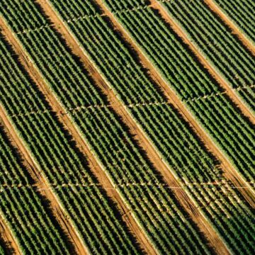 Kunstmatige intelligentie moet boeren redden van ‘superonkruid’