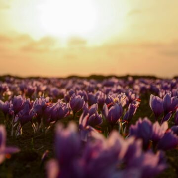 In Spanje wordt saffraan nog altijd met de hand geoogst