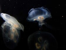 De aardse aliens van de marianentrog