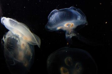 WET Oorkwal compressed