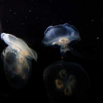 De aardse aliens van de marianentrog