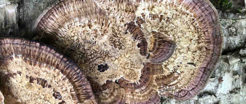 AG Paddenstoel compressed 1