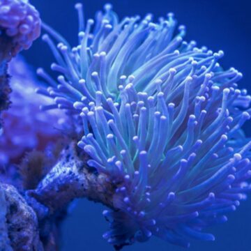 Een gen uitschakelen, repareren of vervangen