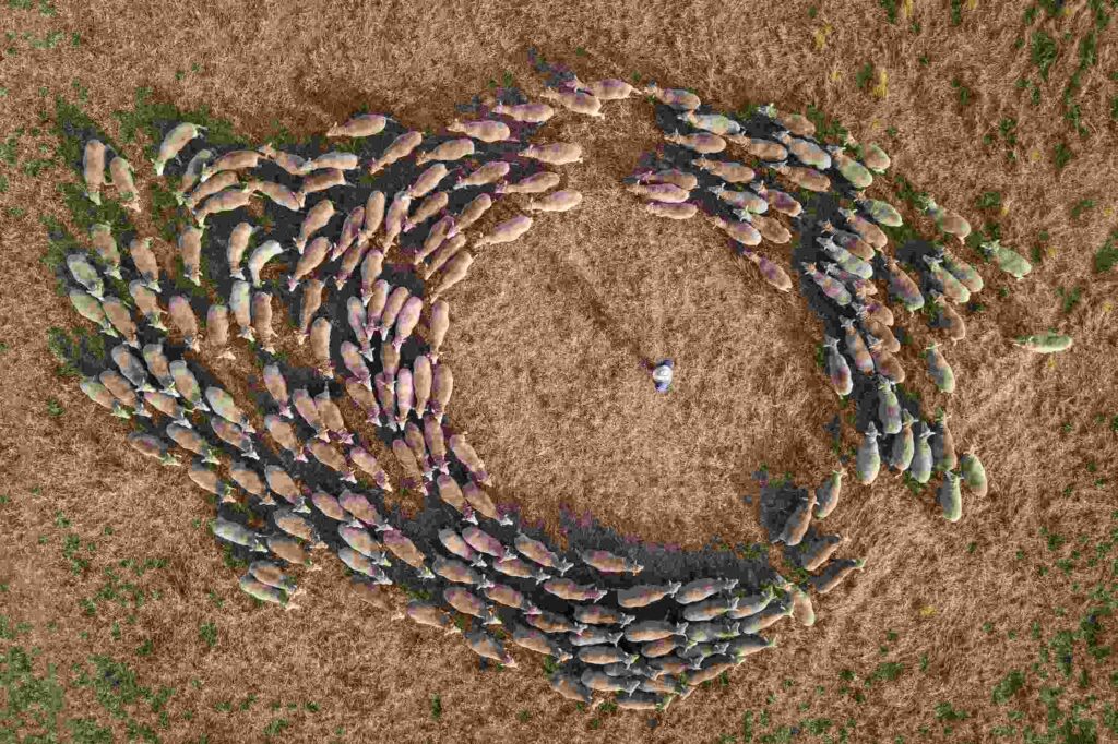 WB Gunnedah compressed