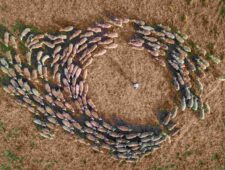 Wereldbeeld: Duurzame landbouw in Gunnedah