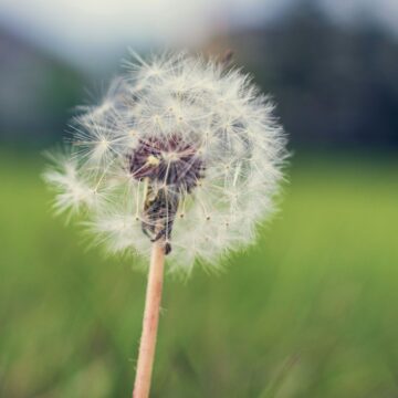 Wetenschappers ontdekken dat pollen gebruikt kan worden als kneedgum