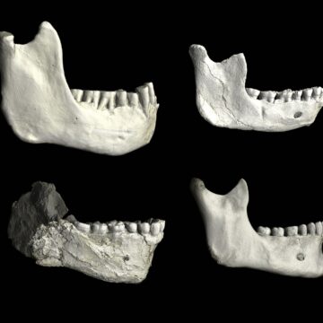 Marokko: ontdekking fossielen werpt nieuw licht op oorsprong mensheid