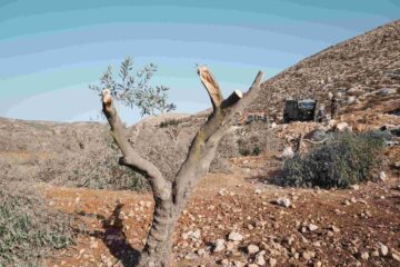 MO Olijfboom compressed