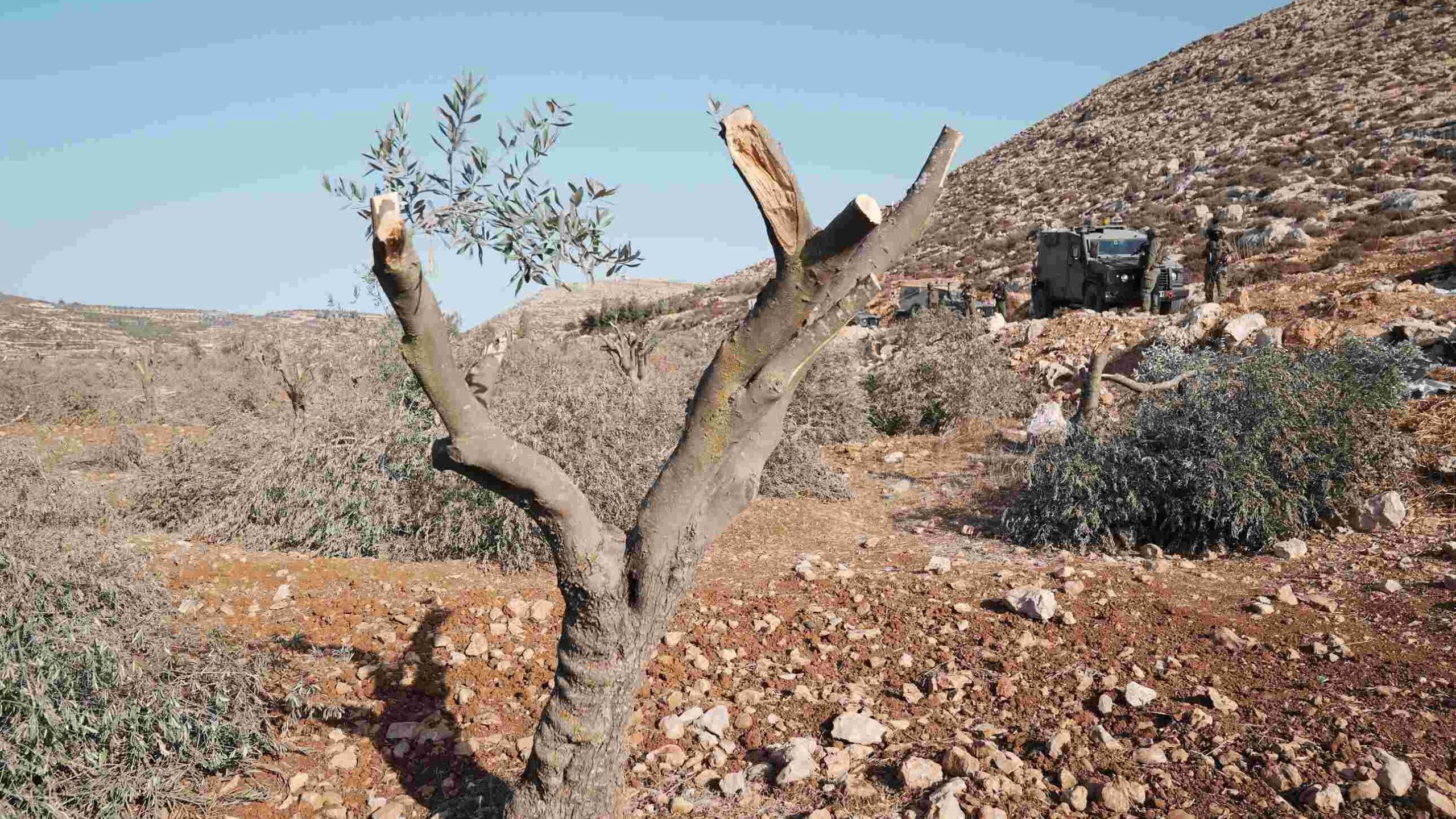 MO Olijfboom compressed edited scaled