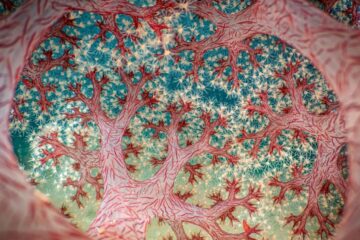 WN Australie fotoverkleinen edited