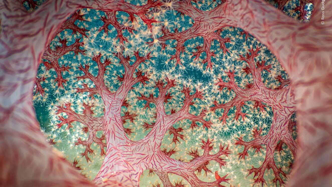 WN Australie fotoverkleinen edited