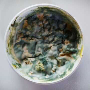 Startups gaan schimmels inzetten om plastic af te breken