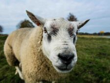 Waarom we over schapen dromen
