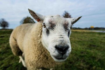 WET Schaap compressed