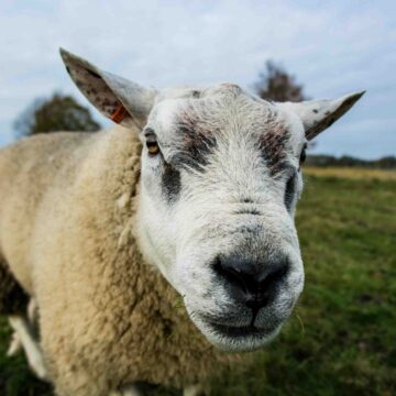 Waarom we over schapen dromen