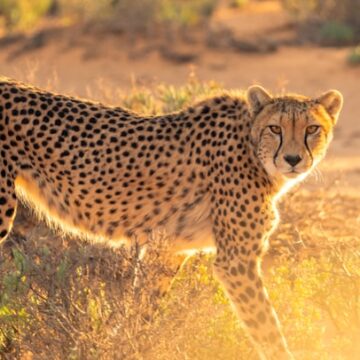 Van Somaliland tot Dubai groeit de illegale handel in cheeta’s