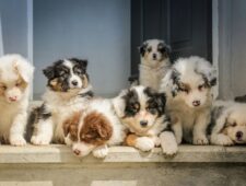 VK: dierenorganisatie ontdekt in een huis ruim 250 totaal verwaarloosde honden
