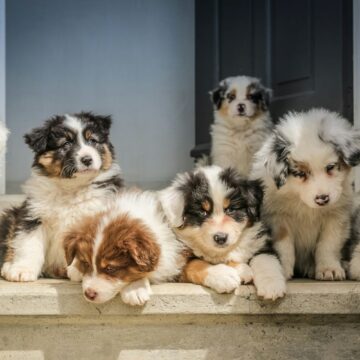VK: dierenorganisatie ontdekt in een huis ruim 250 totaal verwaarloosde honden