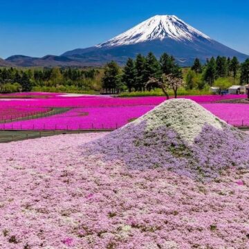 Japan: het bloemenfestijn Fuji Shibazakura Festival gaat weer van start