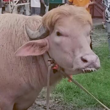 Bengaalse regering redt albinobuffel ‘Donald Trump’ op de valreep van de slacht