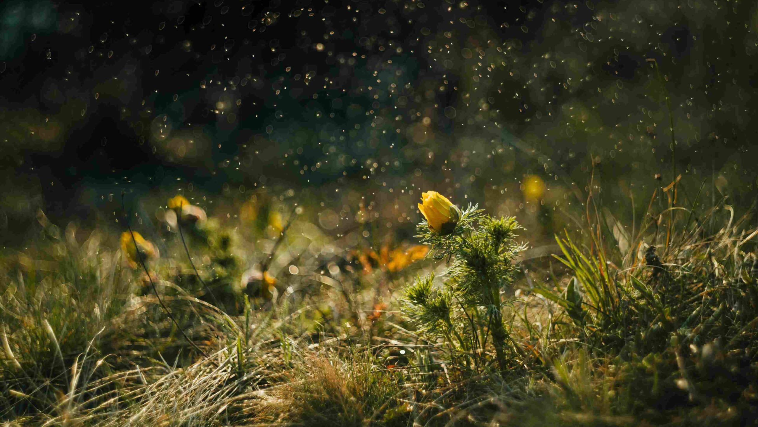 WN pollen compressed edited scaled