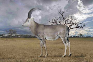 bluebuck 2