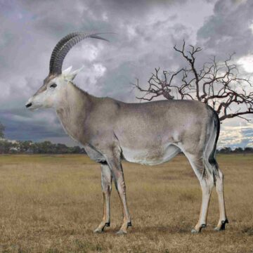 Biotechbedrijf wil uitgestorven antilope tot leven wekken