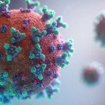 Hantavirus: symptomen ontdekt bij een Franse passagier van de MV Hondius