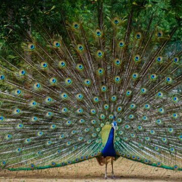 Italiaans kustdorp kampt met ‘invasie’ van pauwen